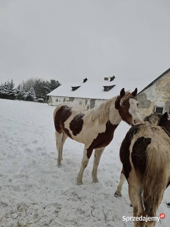 Klacz Maja Nowy Lubliniec sprzedam