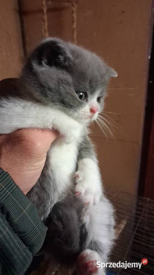 Kotek brytyjski tanio Nowe Miasto Lubawskie