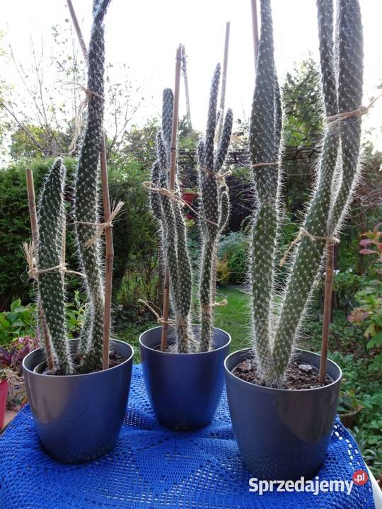 Opuncja Kaktusy sukulenty domowe rośliny 45 małopolskie Nowy Sącz sprzedam