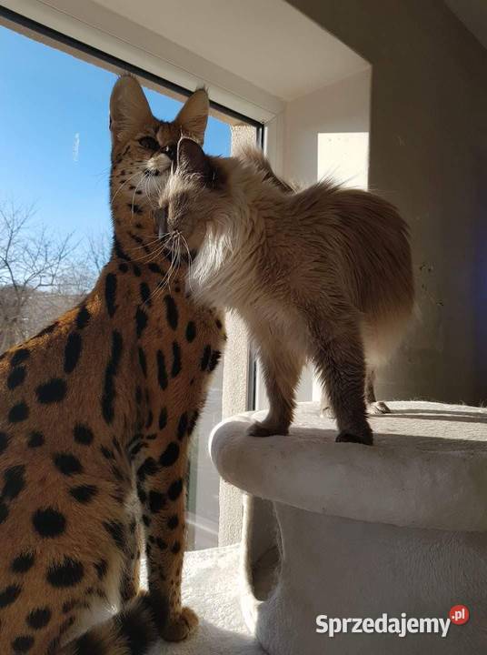 Serwal afrykański serwale leptailurus serval małopolskie Kraków