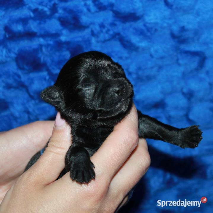 Chihuahua suczka ZKwP FCI Chihuahua Świnoujście