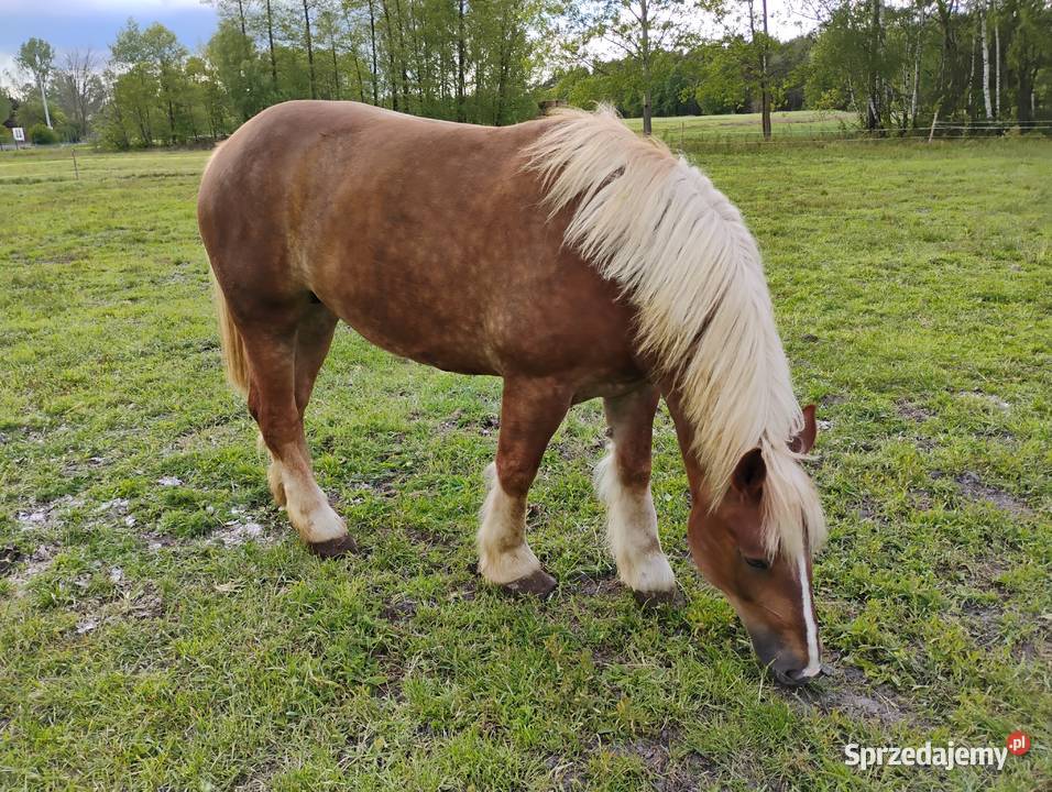 Sprzedam klacz 5letnia mazowieckie Sewerynów