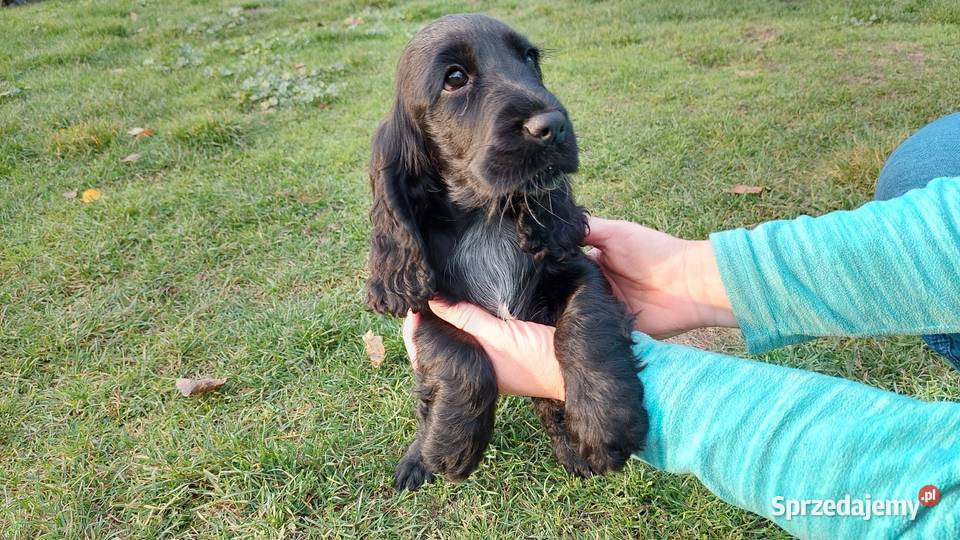 Cocker Spaniel Angielski Czarne Cuda Zwierzęta Basonia