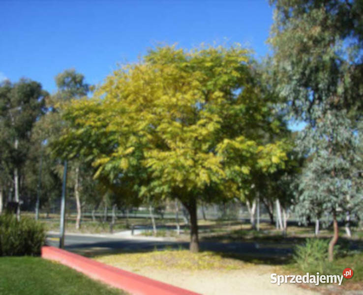 RÓŻAŃCOWE DRZEWO Melia azedarach NASIONA 100g sprzedam