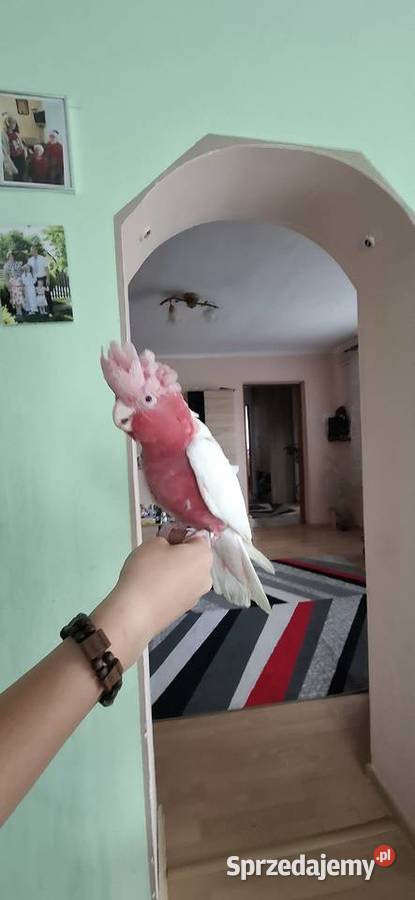 Kakadu różowe lutino Zwierzęta Chyżne