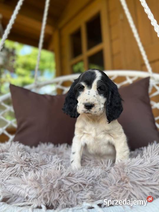 Piękny piesek Cocker Spaniel Angielski z Warszawa
