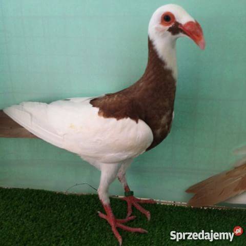 Hodowla Bagdeta Norymberska WSCHÓD Płośnica