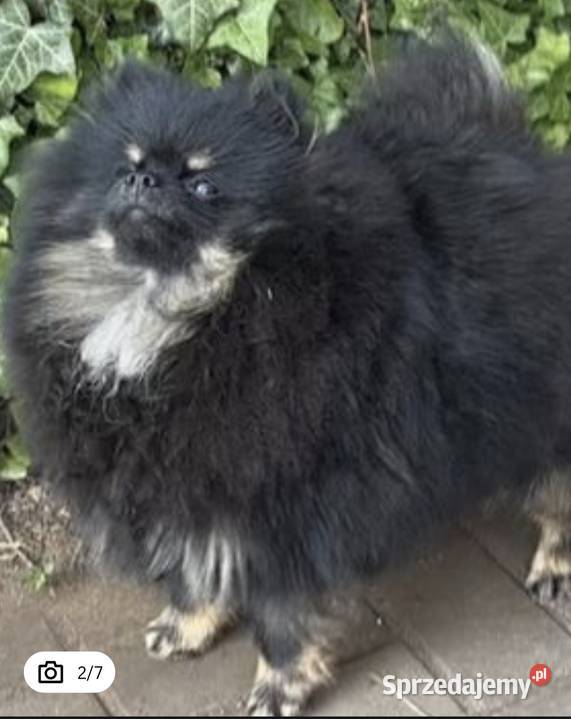 Suczka pomeranian 2 lata Radom