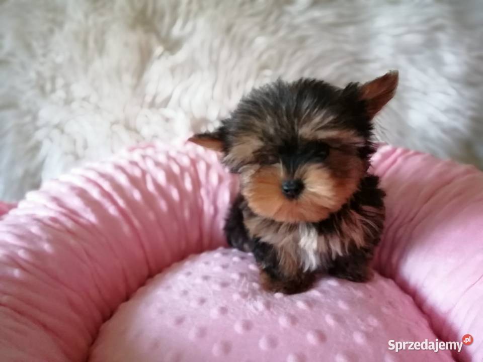 Yorkshire Terrier Śliczne Dziewczynki Maleńkich sprzedam