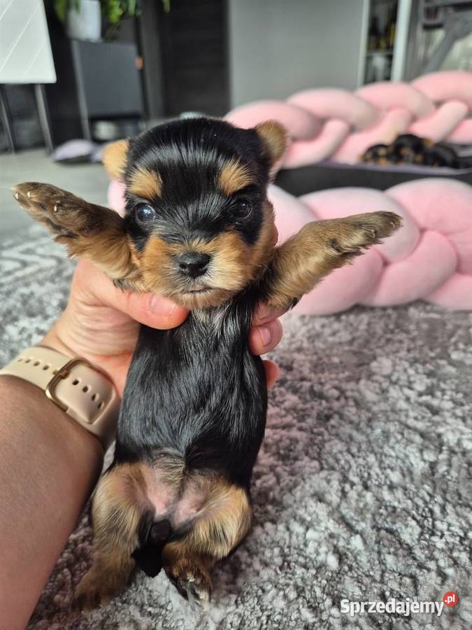 Yorkshire terrier śliczna sunia Poddębice