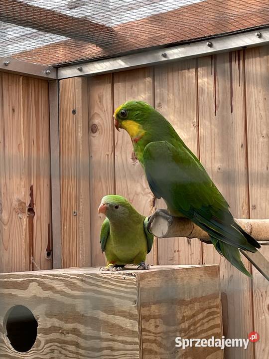 Barabanda Księżniczka Tarczowa sprzedam