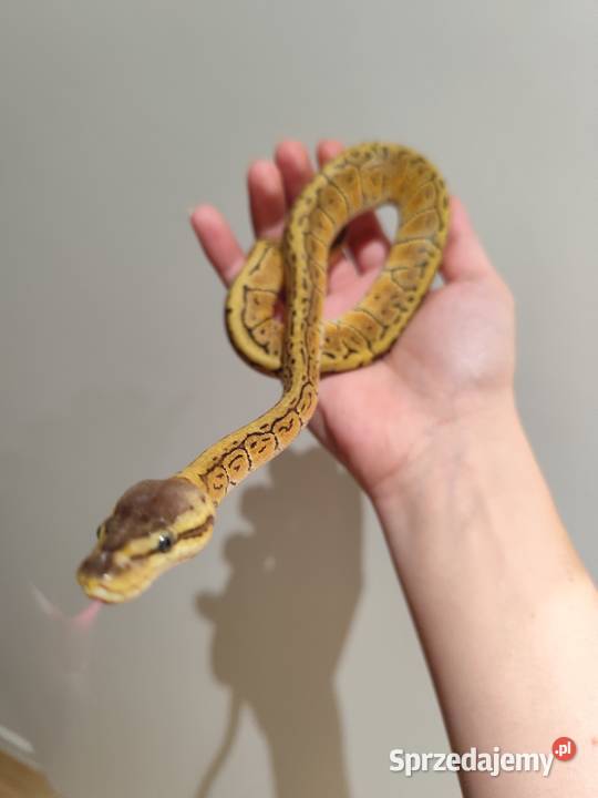 Samiczka młoda pyton królewski Pruszków