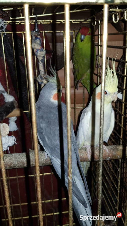 Sprzedam Rozelle Królewskie Nimfy Papugę Kozią Brudzeń Duży