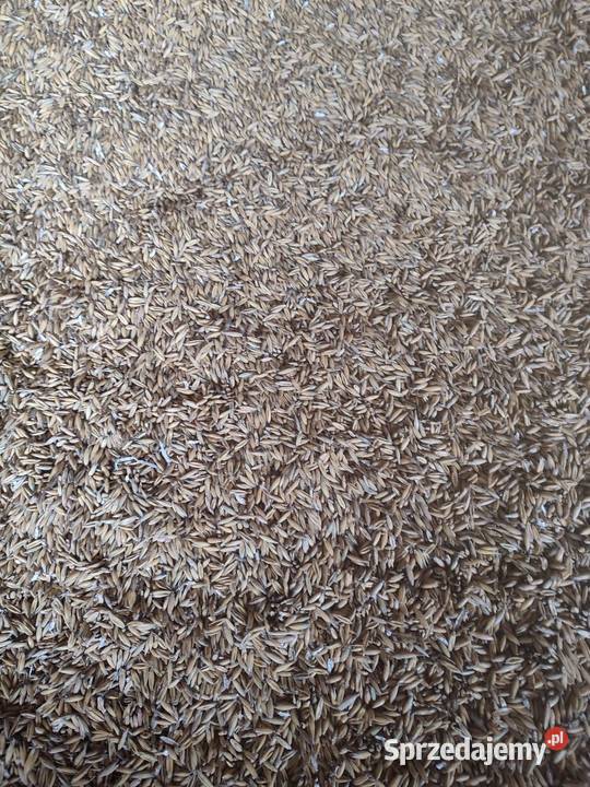 Sprzedam owies czysty suchy owies 2025 Toszek