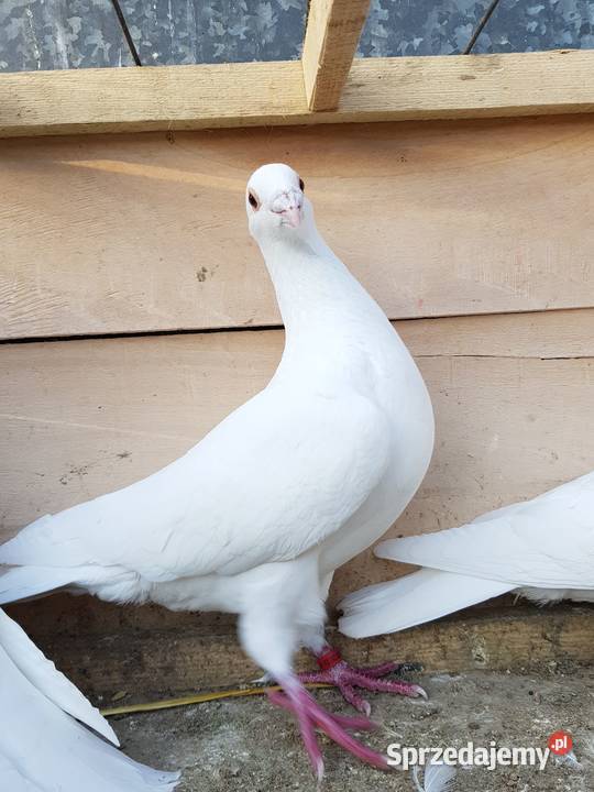 Gołebie pocztowe białe kujawsko-pomorskie Lubraniec