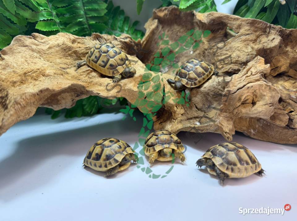 Żółw grecki żółwie greckie Grudziądz Gady i płazy kujawsko-pomorskie