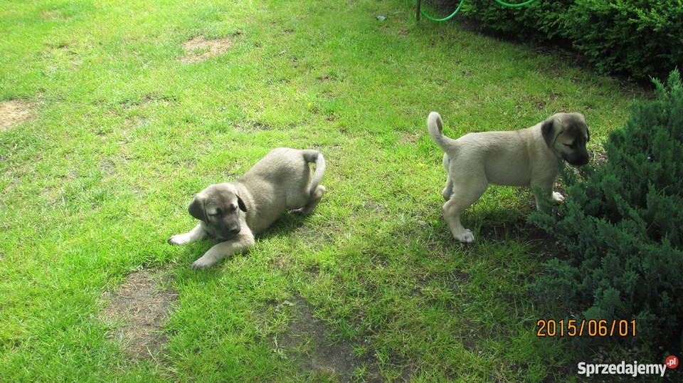 Owczarek Anatolijski szczenięta niska Kostrzyn