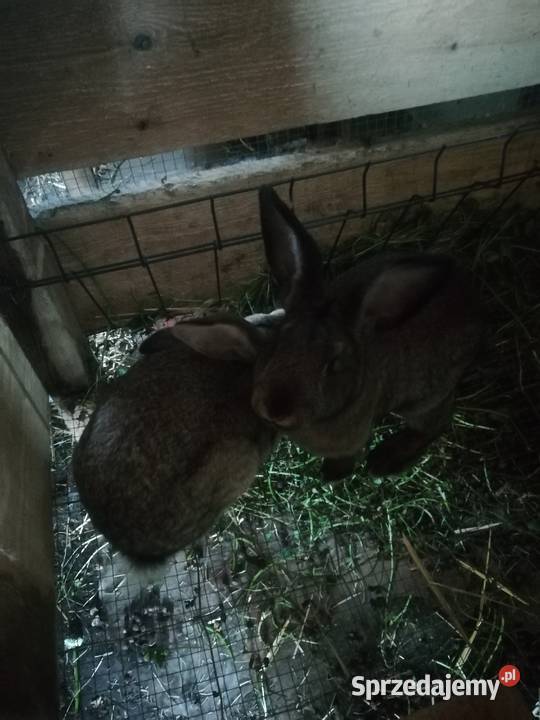 Króliki tuszki Dziesław sprzedam