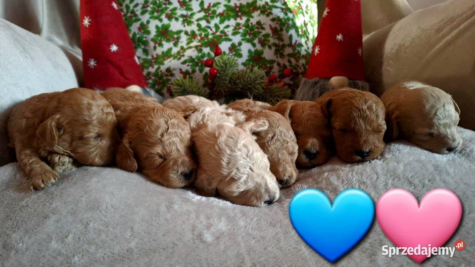 Pudel Pudelek Pudle miniatura małopolskie Olkusz