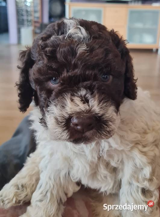 Lagotto Romagnolo Szczecin