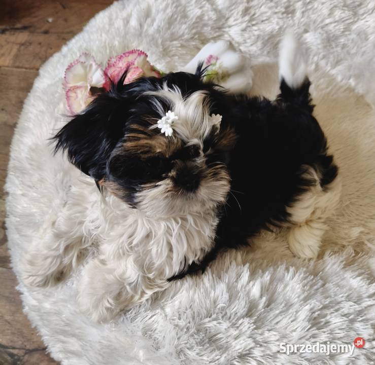 Shih tzu piesek FCI dolnośląskie Wałbrzych sprzedam