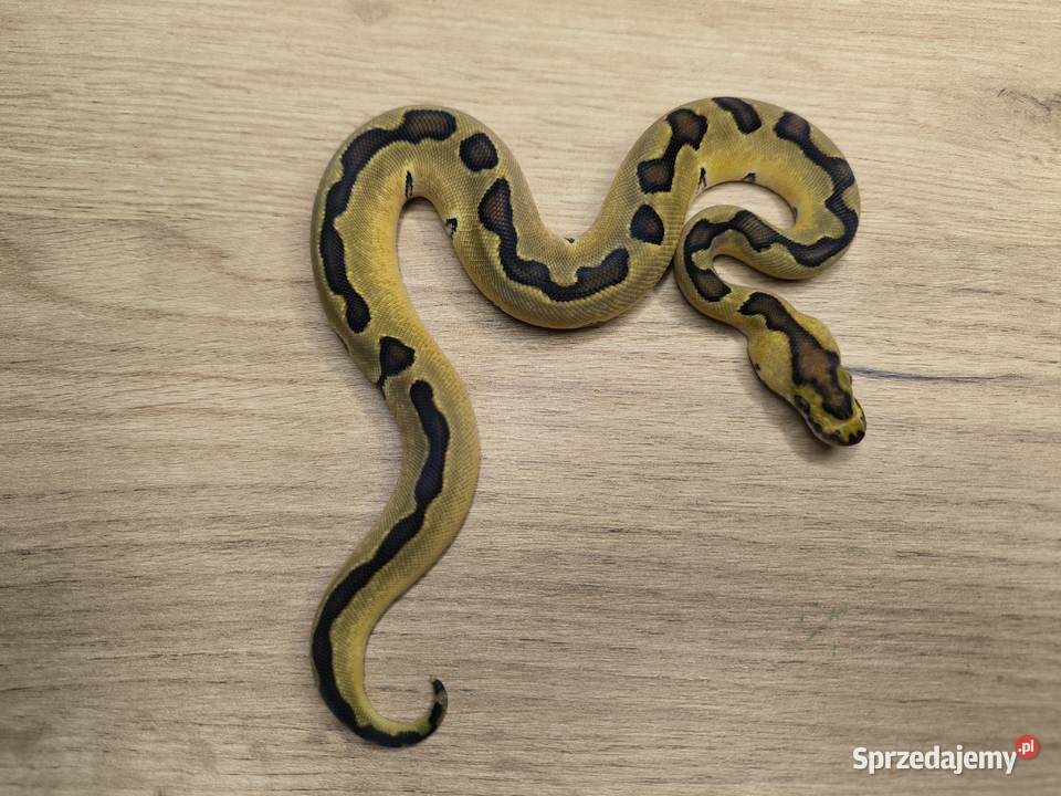 Pyton królewski Enchi Fire Blade poss YBSpecter Gady i płazy mazowieckie Makowiec