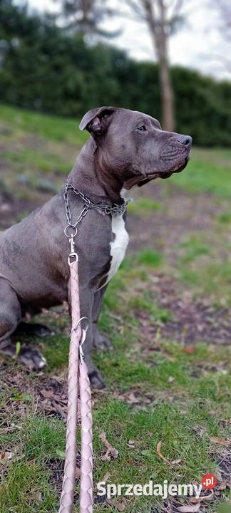 American Staffordshire Terrier opolskie