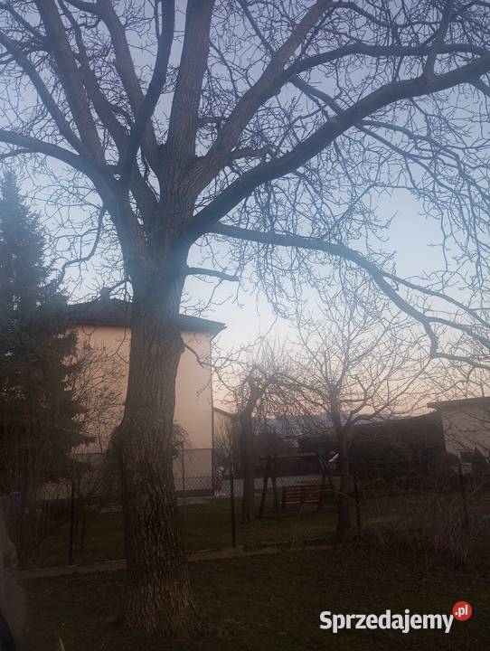 Drzewo orzech włoski do ścięcia w całości Bielsko-Biała sprzedam