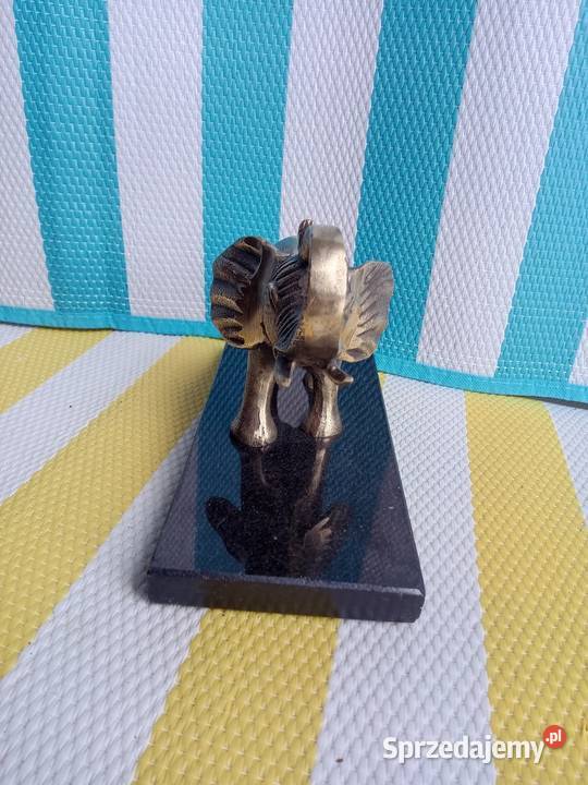 Słonia sprzedam Borówno