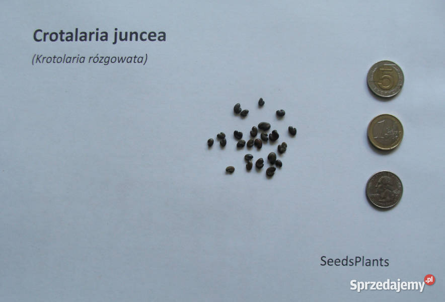 KROTOLARIA RÓZGOWATA Crotalaria juncea NASIONA