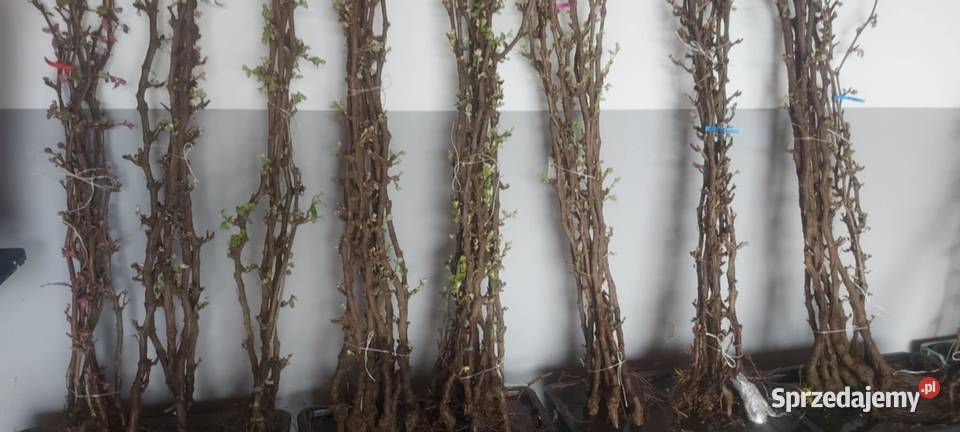 Dorosła sadzonka EINSET SEEDLESS Winorośli 18 m Łazy Brzyńskie