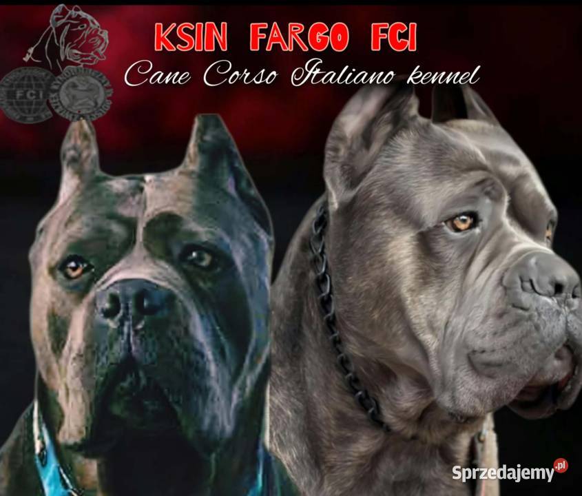 Cane Corso Ksin Fargo Fci Lipno