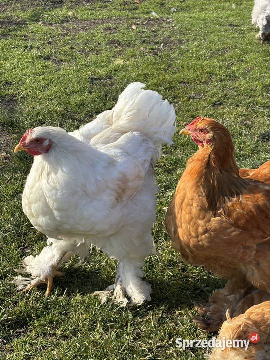 Koguty kochin olbrzymi Uchanie