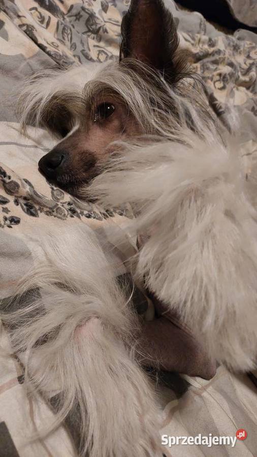 Reproduktor Chiński grzywacz Czarna Dąbrówka