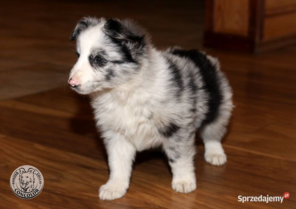 Border Collie coli szczeniak Blue Merle badania Pozostałe