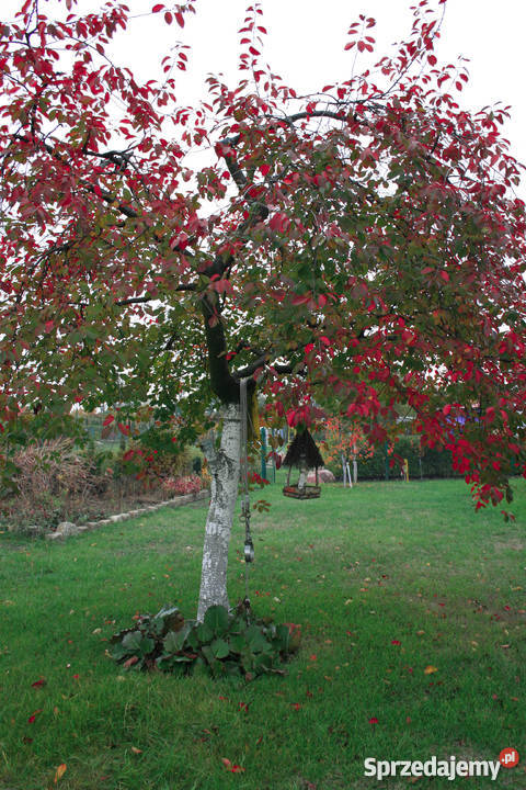 Działka ogrodowa dolnośląskie Głogów