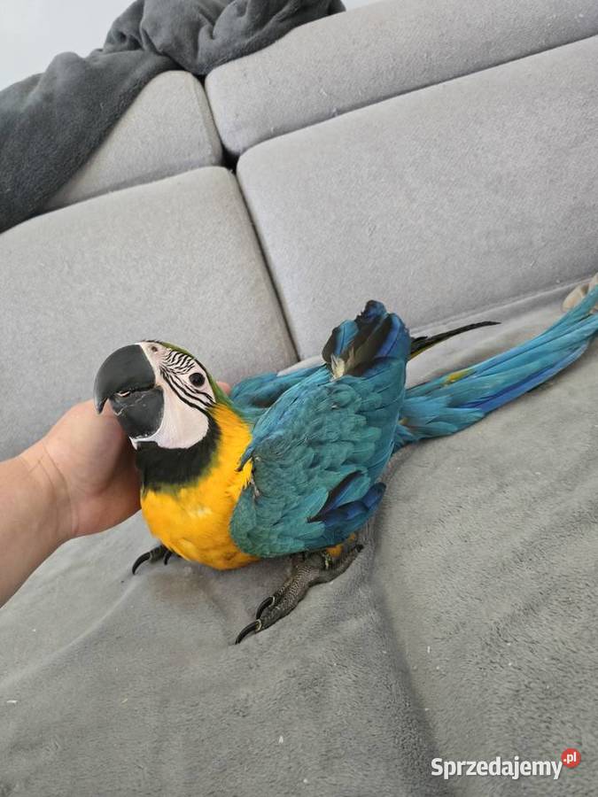 Ara ararauna Gryfino sprzedam