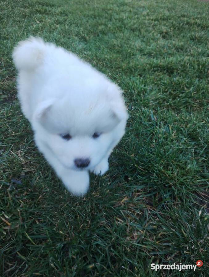 Samoyed Wrocław