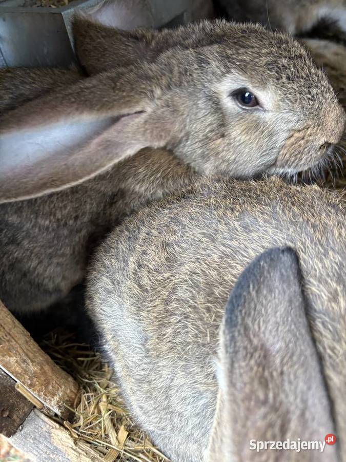 Kroliki belgijskie Gryzonie