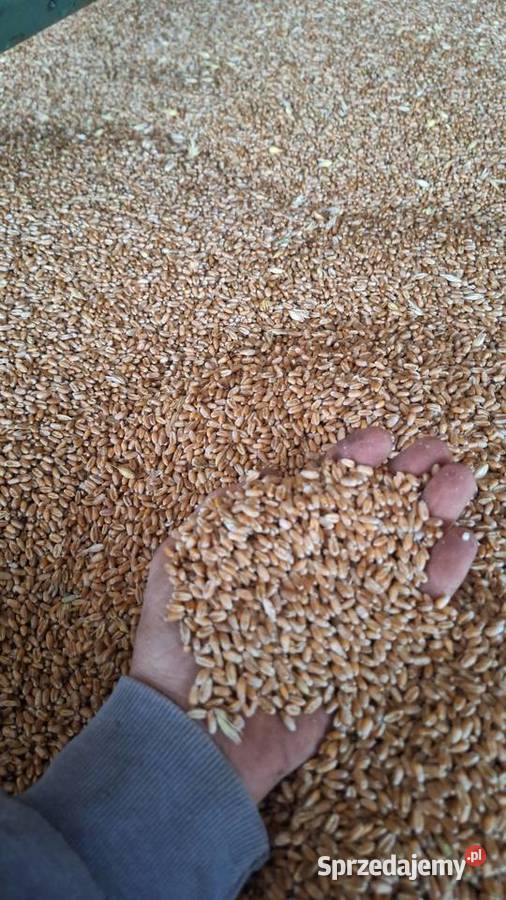 Pszenżyto przewódkowe Mamut