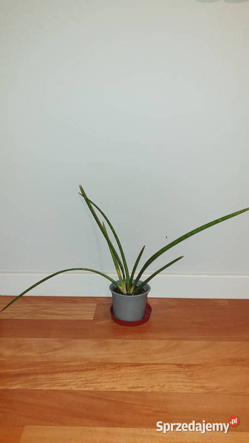 Sansewieria sansa cylindryczna duża wysokość 35 Warszawa sprzedam