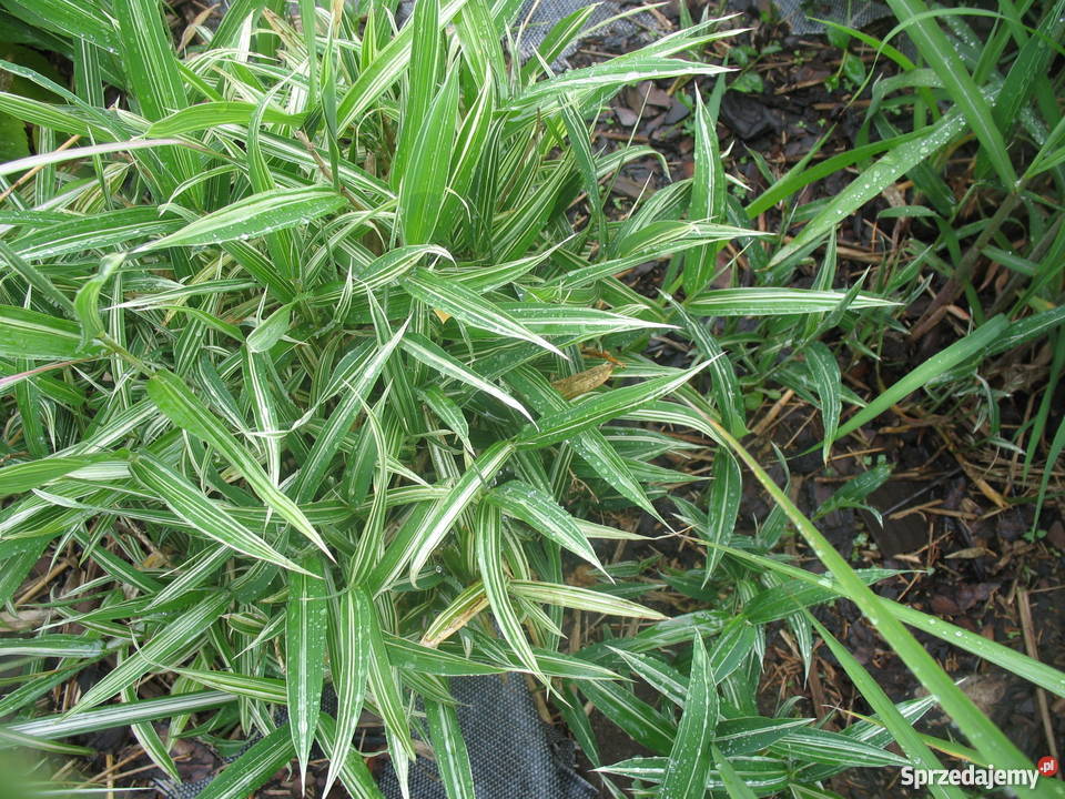 BANANOWCE BAMBUSY KAKTUSY GUNERA Rośliny Wrocław