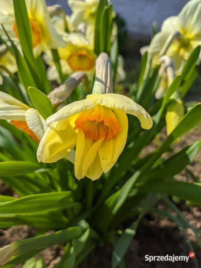 Żonkil Narcyz Biały Sadzonka MIX