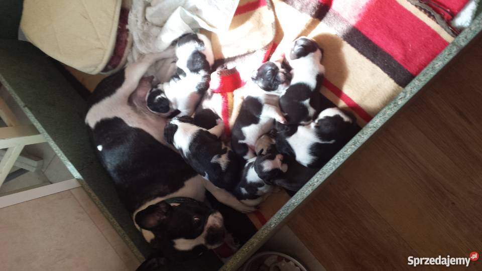 Buldog Francuski 6 tygodni Ruda Śląska