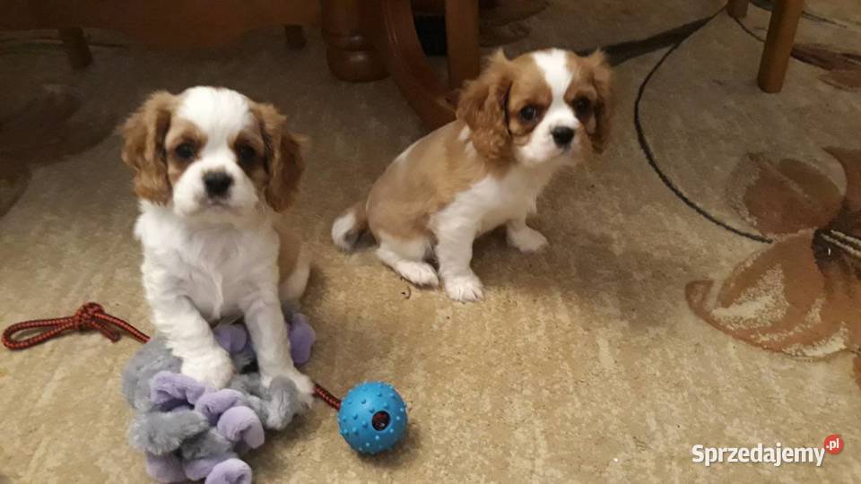 cavalier king charles spaniel samiec blenheim podkarpackie Rzeszów