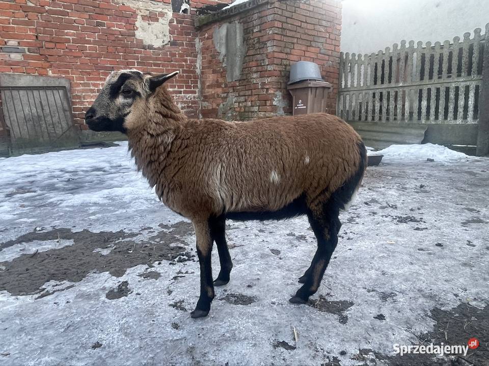 Dwie owieczki kameruńskie sprzedam
