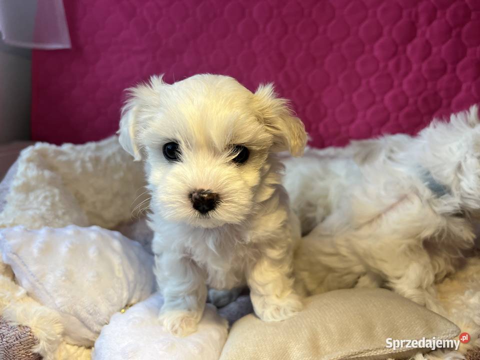 Maltańczyk z rodowodem Rybnik sprzedam