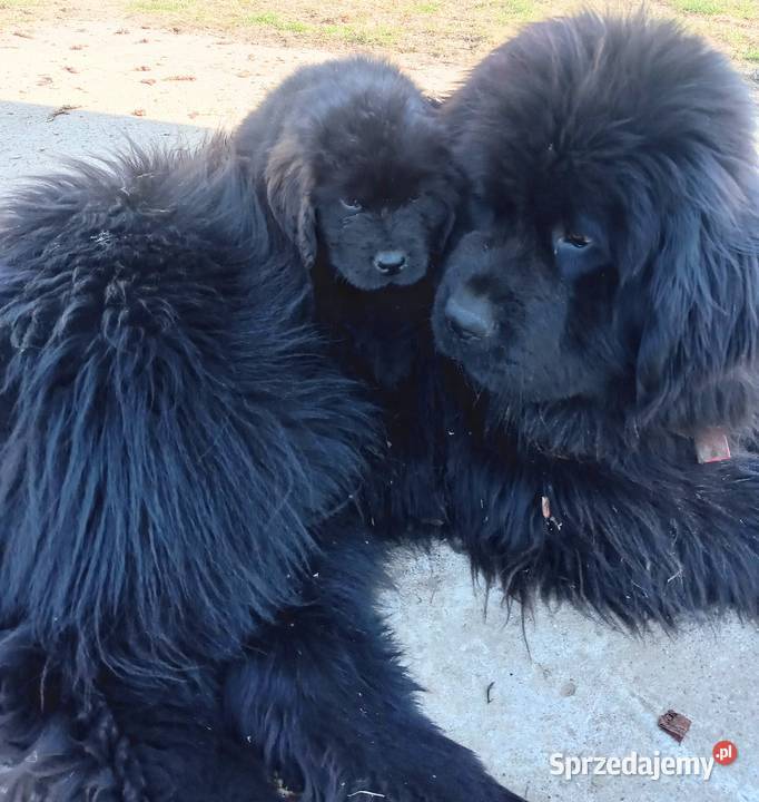 Nowofundland piękne pieski z metrykami ZKwP Rozdziały sprzedam
