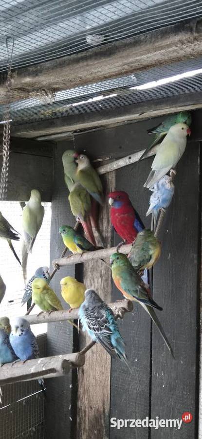 Faliste Swiergotki nierozlaczki Motycz