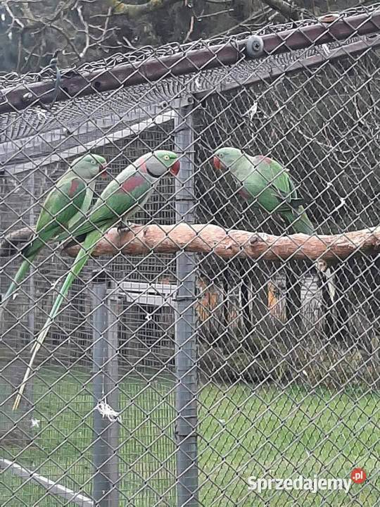 Aleksandretty wielkie 25r Skała